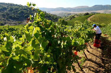VENDEMMIA a S.Cristina Gela i coltivatori. Fotografie di Giulio Azzarello ©2016. VENDEMMIA a S.Cristina Gela i coltivatori. Fotografie di Giulio Azzarello ©2016.