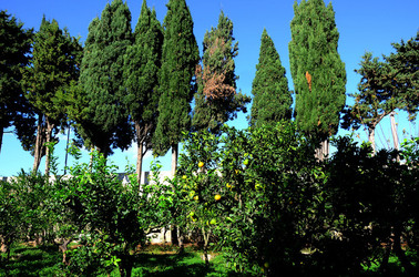 AGRUMETO SICILIANO in autunno. Fotografie di Giulio Azzarello &copy;2014.