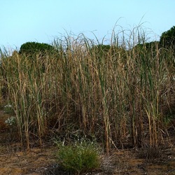 SELINUNTE. Fotografie di Giulio Azzarello ©2022. SELINUNTE. Fotografie di Giulio Azzarello ©2022.