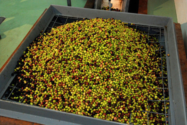 TIPICO FRANTOIO fotografie di Giulio Azzarello ©2014. TIPICO FRANTOIO fotografie di Giulio Azzarello ©2014.