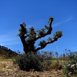 SEGESTA. Fotografie di Giulio Azzarello ©2024. SEGESTA. Fotografie di Giulio Azzarello ©2024.