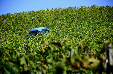 VENDEMMIA a S.Cristina Gela in Sicilia. Fotografie di Giulio Azzarello &copy;2016.