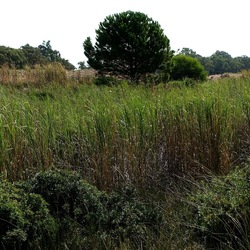 SELINUNTE. Fotografie di Giulio Azzarello ©2022. SELINUNTE. Fotografie di Giulio Azzarello ©2022.