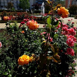 ROSETO. Fotografie di Giulio Azzarello &copy;2022.