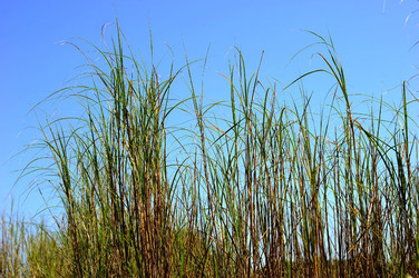 CANNETI in SICILIA. Fotografie di Giulio Azzarello &copy;2016.