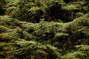 IL PARCO DELLE MADONIE da Polizzi Generosa in Sicilia. Fotografie di Giulio Azzarello &copy;2014.