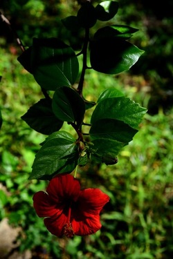 GIARDINO SICILIANO fotografie di Giulio Azzarello &copy;2020.