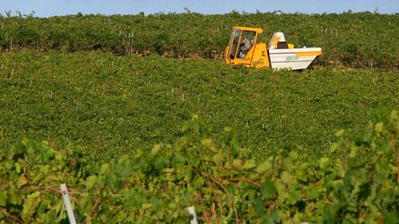 VIGNETO tipico siciliano a Salemi panoramiche e particolari. Fotografie di Giulio Azzarello &copy;2014.