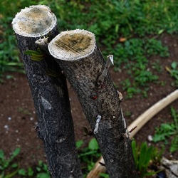 TRONCHI. Fotografie di Giulio Azzarello ©2022.
