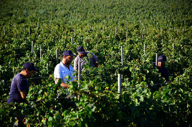 VENDEMMIA a Mazzara del Vallo in Sicilia con i contadini. Fotografie di Giulio Azzarello ©2016. VENDEMMIA a Mazzara del Vallo in Sicilia con i contadini. Fotografie di Giulio Azzarello ©2016.