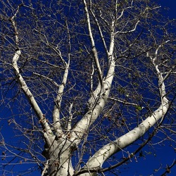 ALBERI. Fotografie di Giulio Azzarello &copy;2024.