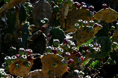 CAPO GALLO riserva marina e naturalistica a Palermo panoramiche e particolari. Fotografie di Giulio Azzarello ©2014. CAPO GALLO riserva marina e naturalistica a Palermo panoramiche e particolari. Fotografie di Giulio Azzarello ©2014.
