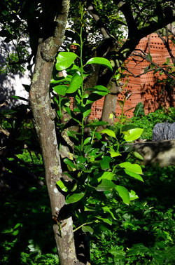 AGRUMETO SICILIANO in autunno. Fotografie di Giulio Azzarello &copy;2014.