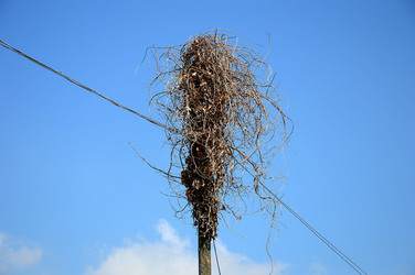 GRANDE NIDO spontaneo in campagna. Fotografie di Giulio Azzarello &copy;2014.