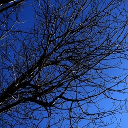 ALBERI. Fotografie di Giulio Azzarello &copy;2024.