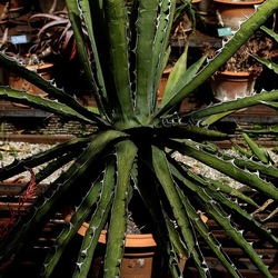 ORTO BOTANICO. Fotografie di Giulio Azzarello &copy;2024.