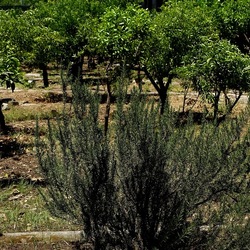 GIARDINO SICILIANO. Fotografie di Giulio Azzarello ©2022. GIARDINO SICILIANO. Fotografie di Giulio Azzarello ©2022.