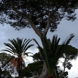 PINETA. Fotografie di Giulio Azzarello &copy;2022.