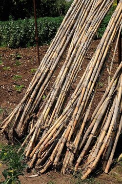 IL CANNETO del contadino siciliano. Fotografie di Giulio Azzarello &copy;2014.