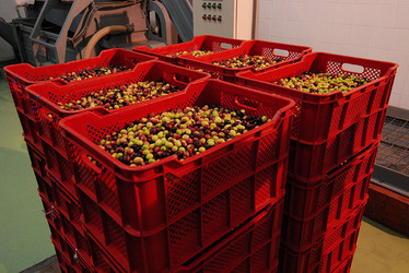 TIPICO FRANTOIO fotografie di Giulio Azzarello ©2014. TIPICO FRANTOIO fotografie di Giulio Azzarello ©2014.