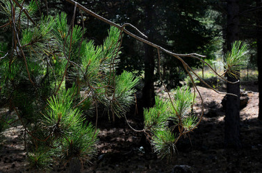 IL PARCO DELLE MADONIE da Polizzi Generosa in Sicilia. Fotografie di Giulio Azzarello &copy;2014.