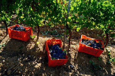 VENDEMMIA a S.Cristina Gela in Sicilia. Fotografie di Giulio Azzarello &copy;2016.
