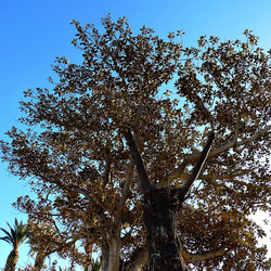 MONDELLO di inverno. Fotografie di Giulio Azzarello &copy;2016.