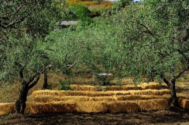 FRANTOIO GULLO ad Aliminusa in Sicilia. Fotografie di Giulio Azzarello &copy;2018.