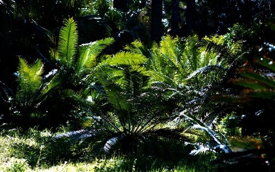 ORTO BOTANICO di Palermo. Fotografie di Giulio Azzarello ©2021.