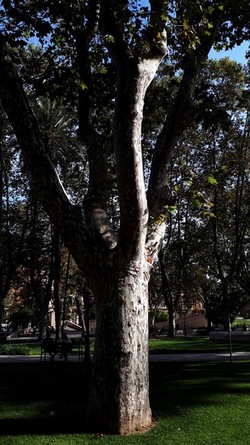 ROMA fotografie di Giulio Azzarello &copy;2022.