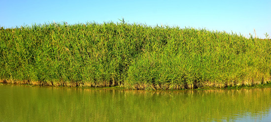 CANNETI in SICILIA. Fotografie di Giulio Azzarello &copy;2016.