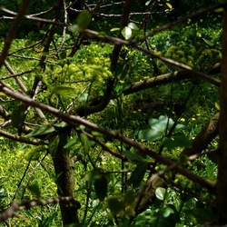 PIANTE. Fotografie di Giulio Azzarello &copy;2022.