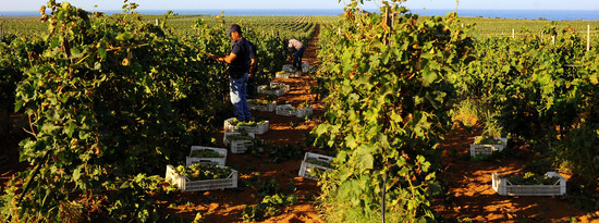 VENDEMMIA a Mazzara del Vallo in Sicilia con i contadini. Fotografie di Giulio Azzarello ©2016. VENDEMMIA a Mazzara del Vallo in Sicilia con i contadini. Fotografie di Giulio Azzarello ©2016.