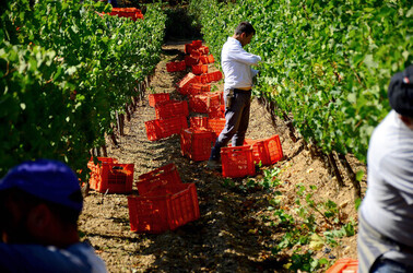 VENDEMMIA a S.Cristina Gela i coltivatori. Fotografie di Giulio Azzarello ©2016. VENDEMMIA a S.Cristina Gela i coltivatori. Fotografie di Giulio Azzarello ©2016.