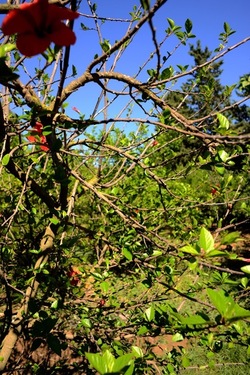 GIARDINO SICILIANO fotografie di Giulio Azzarello ©2021. GIARDINO SICILIANO fotografie di Giulio Azzarello ©2021.