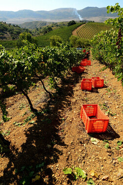 VENDEMMIA a S.Cristina Gela in Sicilia. Fotografie di Giulio Azzarello &copy;2016.