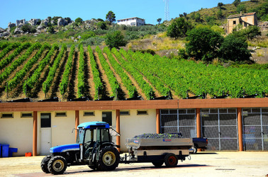 AZIENDA VITIVINICOLA in Sicilia. Fotografie di Giulio Azzarello ©2016. AZIENDA VITIVINICOLA in Sicilia. Fotografie di Giulio Azzarello ©2016.