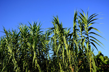 ISOLA DI USTICA la natura. Fotografie di Giulio Azzarello &copy;2016.