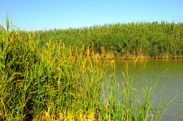 CANNETI in SICILIA. Fotografie di Giulio Azzarello &copy;2016.