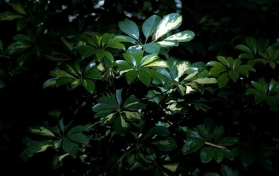 ORTO BOTANICO di Palermo. Fotografie di Giulio Azzarello ©2021.