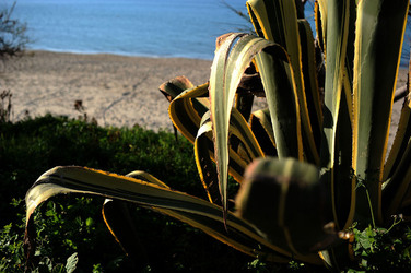 AGAVE selvatica sul mare in Sicilia a Cefalù. Fotografie di Giulio Azzarello ©2014. AGAVE selvatica sul mare in Sicilia a Cefalù. Fotografie di Giulio Azzarello ©2014.