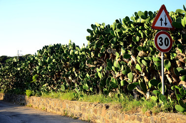 ISOLA DI USTICA la natura. Fotografie di Giulio Azzarello &copy;2016.
