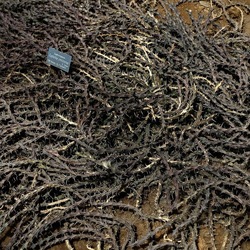 ORTO BOTANICO. Fotografie di Giulio Azzarello &copy;2024.