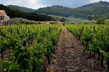 VIGNETO AGRITURISTICO PLANETA a Sambuca di Sicilia. Fotografie di Giulio Azzarello &copy;2014.