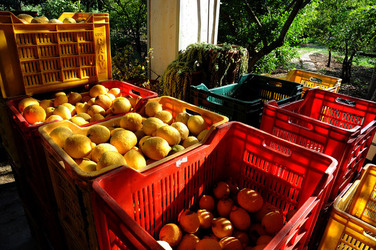 LIMONI di Sicilia coltivati in modo biologico. Fotografie di Giulio Azzarello &copy;2014.