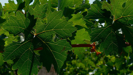 VIGNETO tipico siciliano a Salemi panoramiche e particolari. Fotografie di Giulio Azzarello &copy;2014.