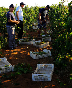 VENDEMMIA a Mazzara del Vallo in Sicilia con i contadini. Fotografie di Giulio Azzarello ©2016. VENDEMMIA a Mazzara del Vallo in Sicilia con i contadini. Fotografie di Giulio Azzarello ©2016.