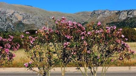 CAPO RAMA riserva naturale Terrasini. Fotografie di Giulio Azzarello &copy;2020.