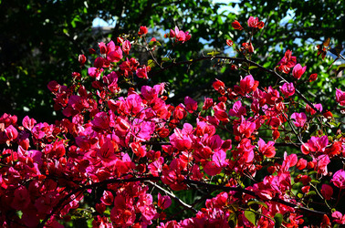 NATURA Violette siciliane in un tipico giardino in estate. Fotografie di Giulio Azzarello &copy;2014.