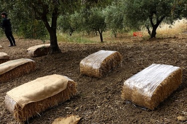 ULIVETO SICILIANO. Fotografie di Giulio Azzarello ©2022.